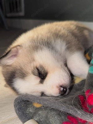 Siberian Husky Welpen verfügbar   Reservierungen möglich.