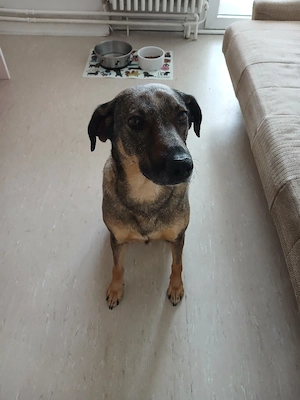 Hallo ich mus dringend bis mai für meine hündin ein neues zu hause finden dringend