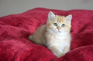 Süße BKH Golden Shaded Babykatzen - entwurmt und geimpft 