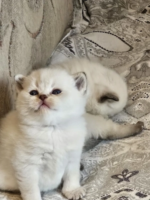 Silver shaded point Kitten