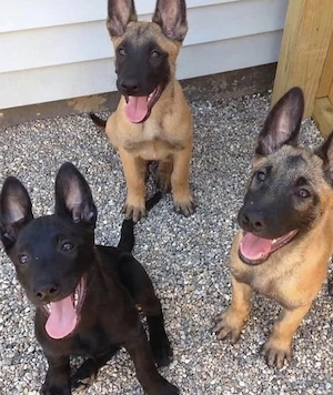 Sehr süße Belgische Malinois Welpen abzugeben