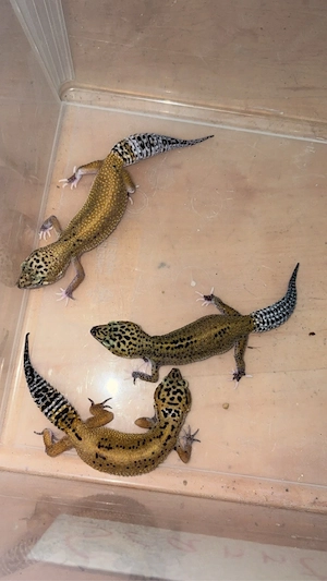 Leopardgecko nz25 