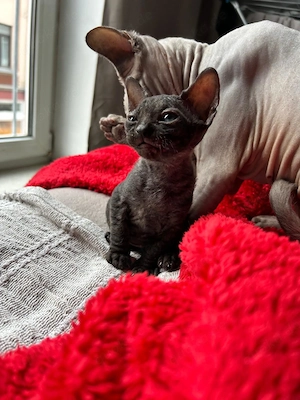 Sphynx-katze-kitten