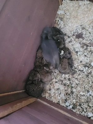 zwergwidder Baby Kaninchen 