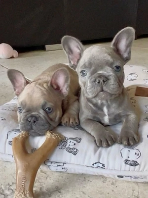 Gesunde und liebe Französische Bulldoggenwelpen