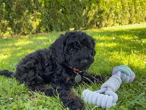 mini toy pudel teacup 750 gr 