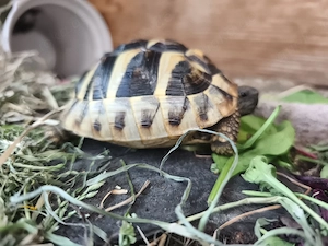 griechische Landschildkröte geb. 2023
