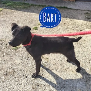 Bart, fröhlicher und verspielter Welpe   Junghund