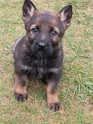 Verkaufe Schäferhund Welpen 