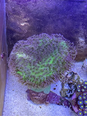 meerwasser korallen montipora lederkorallen