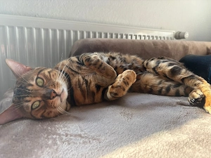 bengal kater abzugeben