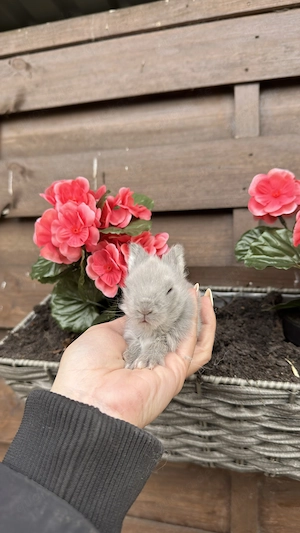 Superzahme Löwenköpfchen dürfen reserviert werden. Kaninchen Löwenkopf Löwenzwerge 