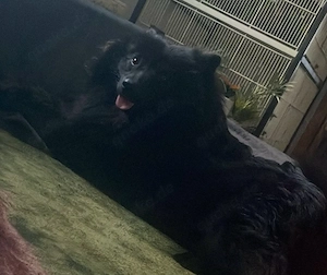 Black Beauty sucht neues Zuhause