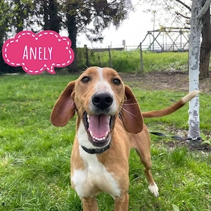 Anely, gutmütige, fröhliche und junge Save Bracke