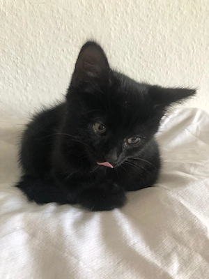 Süßer Kater in liebevolle Hände abzugeben 