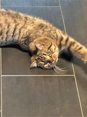 BKH Brittisch Kurzhaar 9 Monate Bild 3