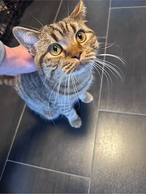 Brittisch Kurzhaar BKH 9 Monate alt