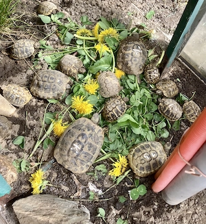 Dalmatinische Lanfschildkröten Hercegovinensis NZ