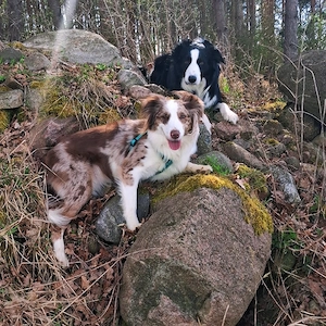 Miniatur Australien Shepherd Hündin 