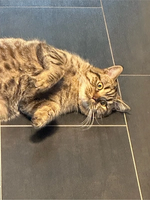 BKH Brittisch Kurzhaar 9 Monate Bild 10