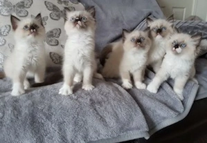 Wunderschöne Ragdoll-Kätzchen.