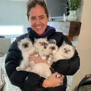 Wunderschöne Ragdoll-Kätzchen.