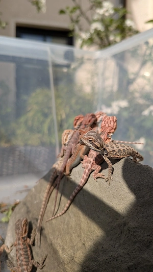 Bartagamen Hypo Translucent Red Leatherback NZ26 