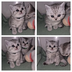 BKH Babys  Kitten 