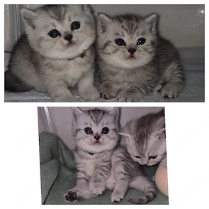 BKH Kitten Babys Black Silver Tabby vs Creme