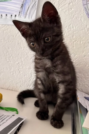 knuffige Babykatzen 10 wochen alt 