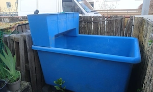 Hälterungsbecken, Quarantäne Koi