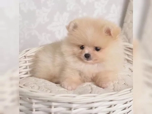 Typvollee Pomeranian Zwergspitz Welpen!!