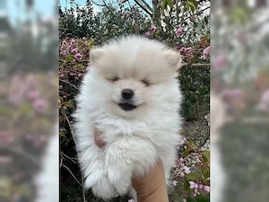 zuckersüßen Pomeranian Zwergspitz Welpen!