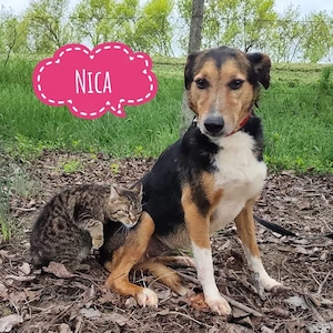 Nica, zarte und etwas schüchterne Mischlingshündin sucht endlich ein Zuhause
