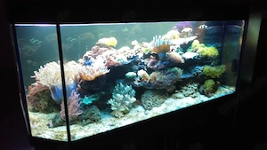 Meerwasseraquarium Auflösung