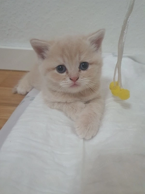Bkh kitten 