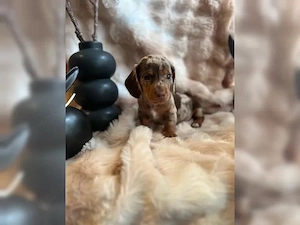 Süsse Dackel Welpen!!