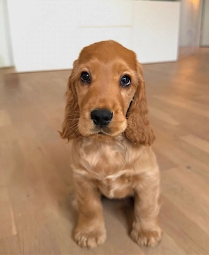 Süsser Cocker Spaniel Welpen!!