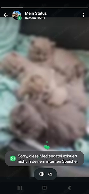 Zuckersüße BKH Kitten