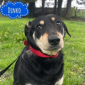 Dinko, Labrador Terrier Mix sucht dringend ein ruhiges Zuhause