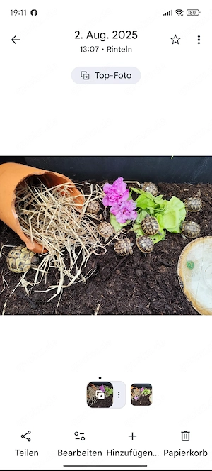 Griechische Landschildkröten zu verkaufen 