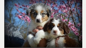 Gesunde Australian Shepherd Welpen!!