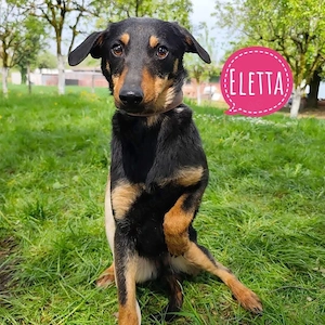 Eletta, wunderhübsche und liebe Mischlingshündin, noch etwas ängstlich sucht dringend ein Zuhause