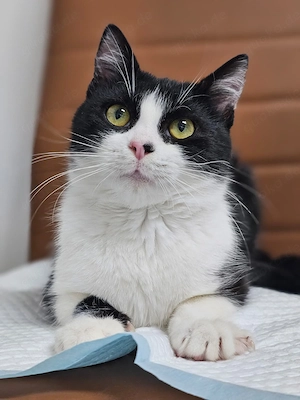 Mochi Verschmuster Kerl sucht seine Familie