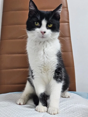 Mochi Verschmuster Maskenkater sucht seine gechillte Familie