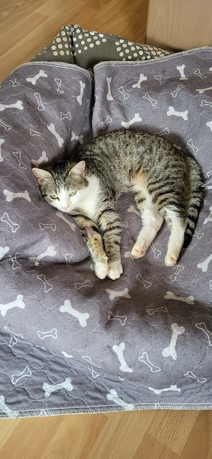 Verschmuste Tinka möchte warmes Körbchen