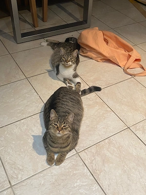 Olli und Tigy suchen passendes Kuschelkörbchen