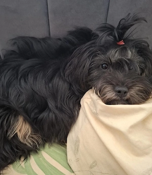 Shih-Tzu  Prinzessin 