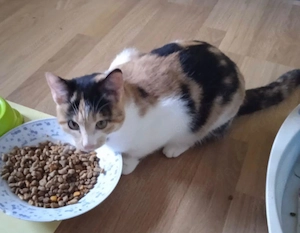 Tricolor Nena sucht ein ruhiges Zuhause