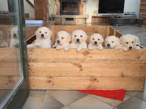Golden Retriever Welpen 